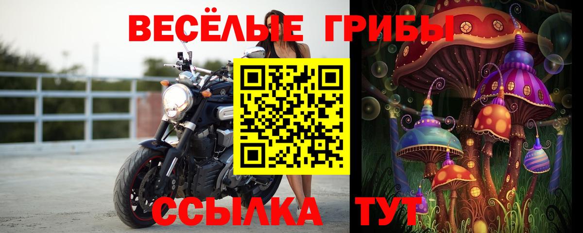 Псилоцибиновые грибы Cubensis Хасавюрт